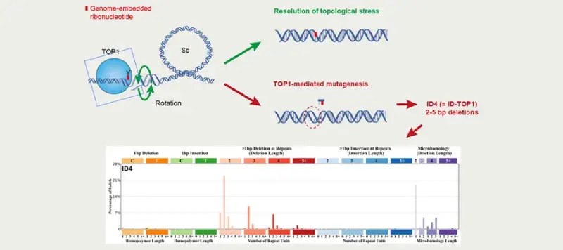 Andrew Jackson & Martin Reijns Research Project Image 2025