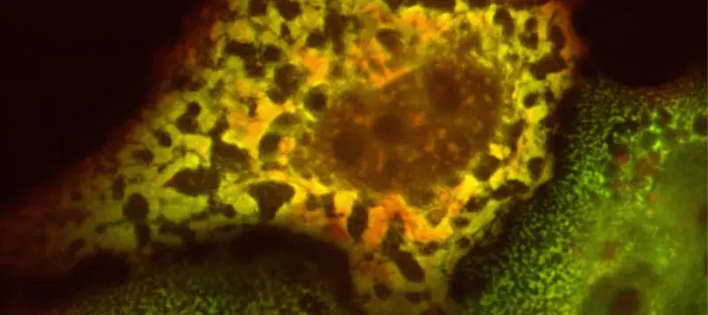 Grzegorz Kudla Research Project Image 2025