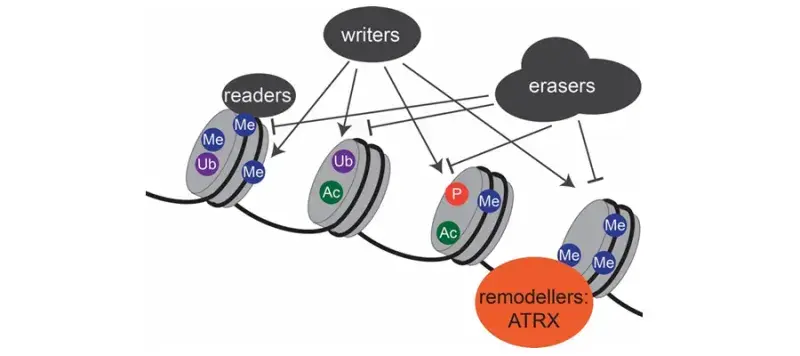 Yanick Crow & Dr Rebekah Tillotson Research Image 2025