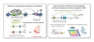 Hannah Long Research Project Image 2025