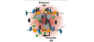 Wendy Bickmore Research image 2025 project