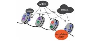 Yanick Crow & Dr Rebekah Tillotson Research Image 2025