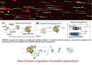 Lukas Tamayo Figure 1