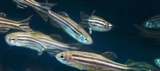 Zebrafish