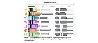 Alex Martin-Geary Research Project image