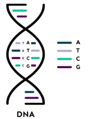 A short section of DNA