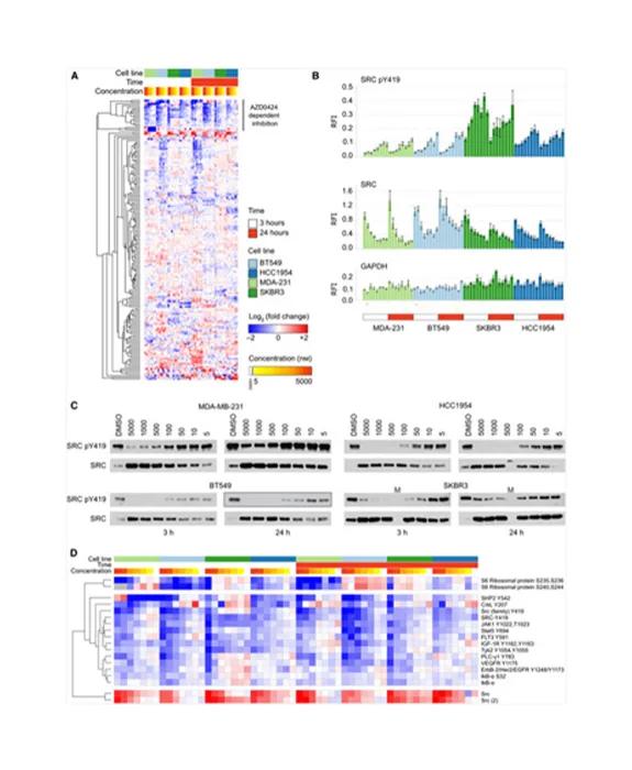 Reverse Phase Protein Arrays Graph