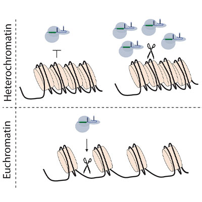 Cas9 chromatin