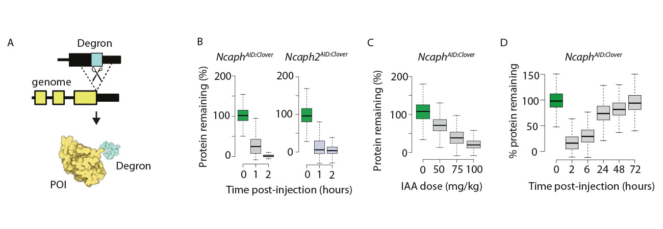 Precision control of protein dosage using degron tagging