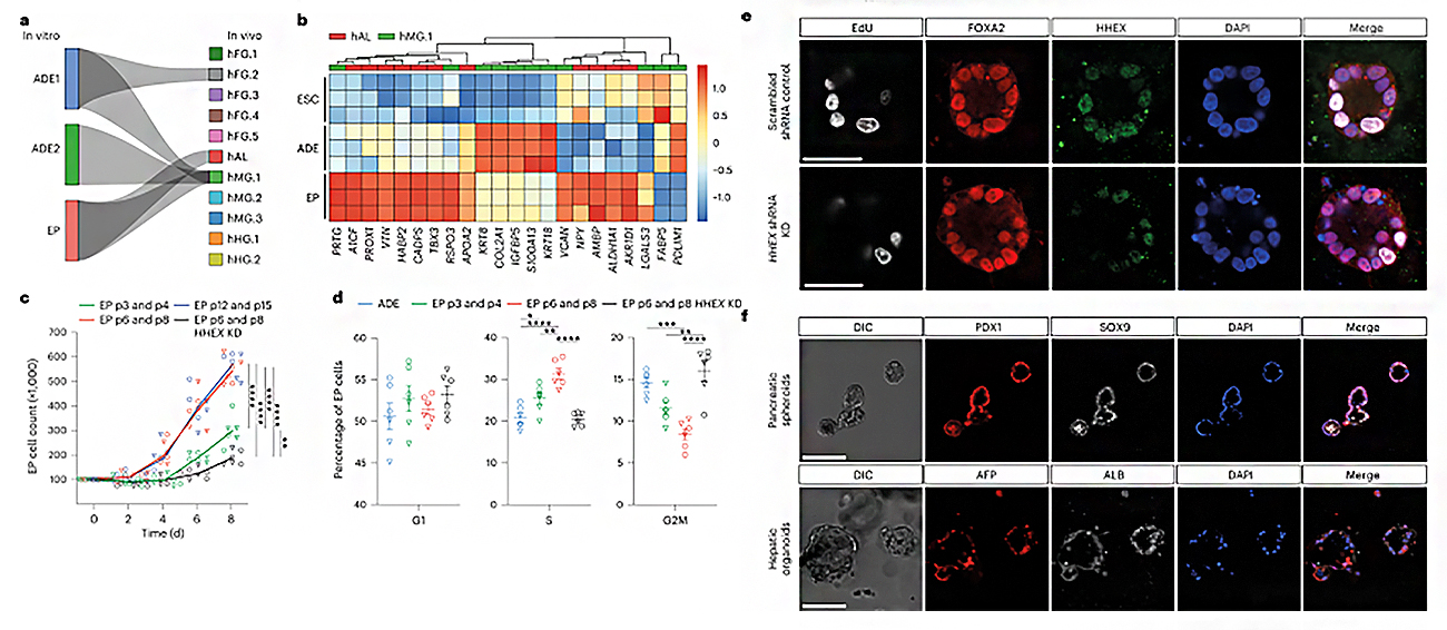 Expanding endoderm progenitors as an in vitro model for ventral foregut.