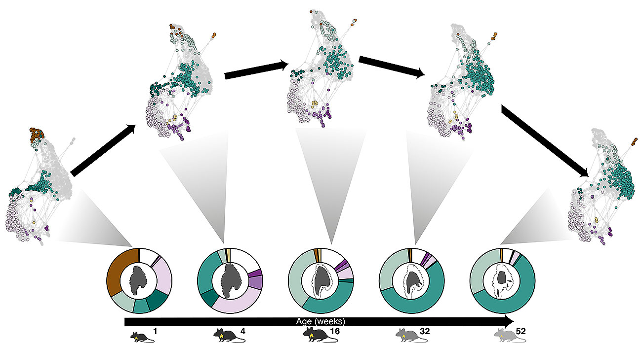 Mouse graph/ diagram