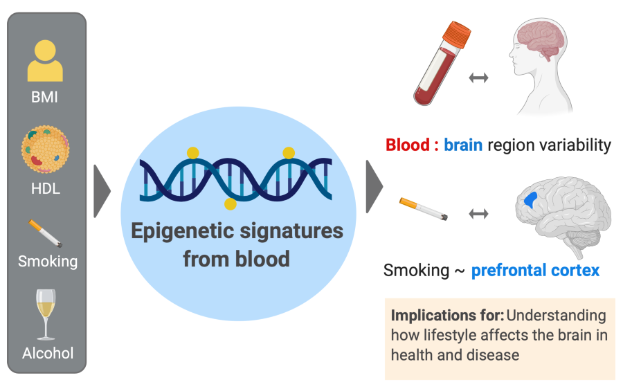 Graphical abstract of epigenetic predictors of lifestyle traits in blood and brain 