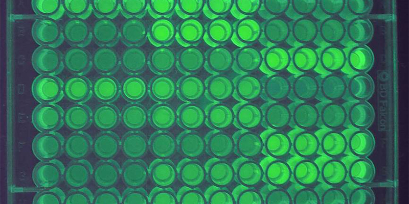 Escherichia coli cells expressing synonymous variants of the Green Fluorescent Protein.