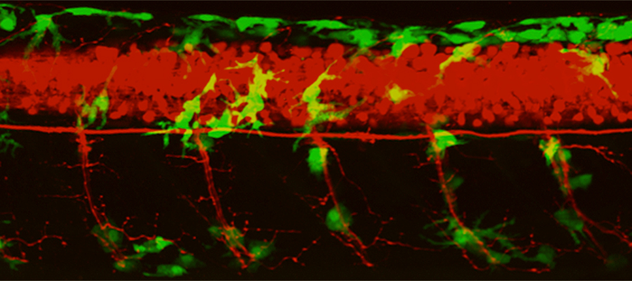 IGMM fish facility Beautiful-melanocytes-on-nerves