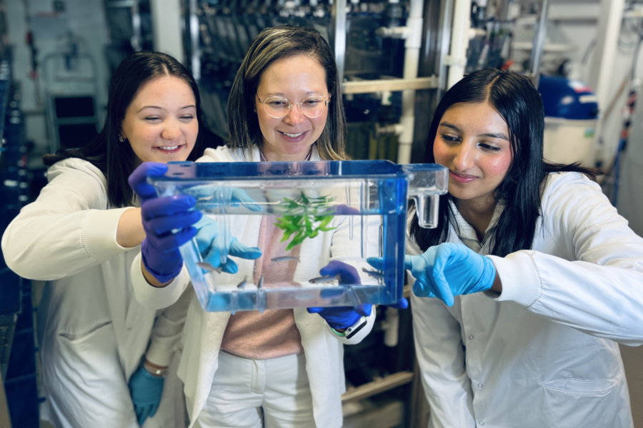 Rebecca Melville, Erika Kague and Amtul Musawir with zebrafish