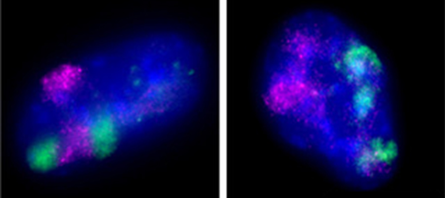 Dynamic DNA helps ward off gene damage - chromatin is the guardian of the genome