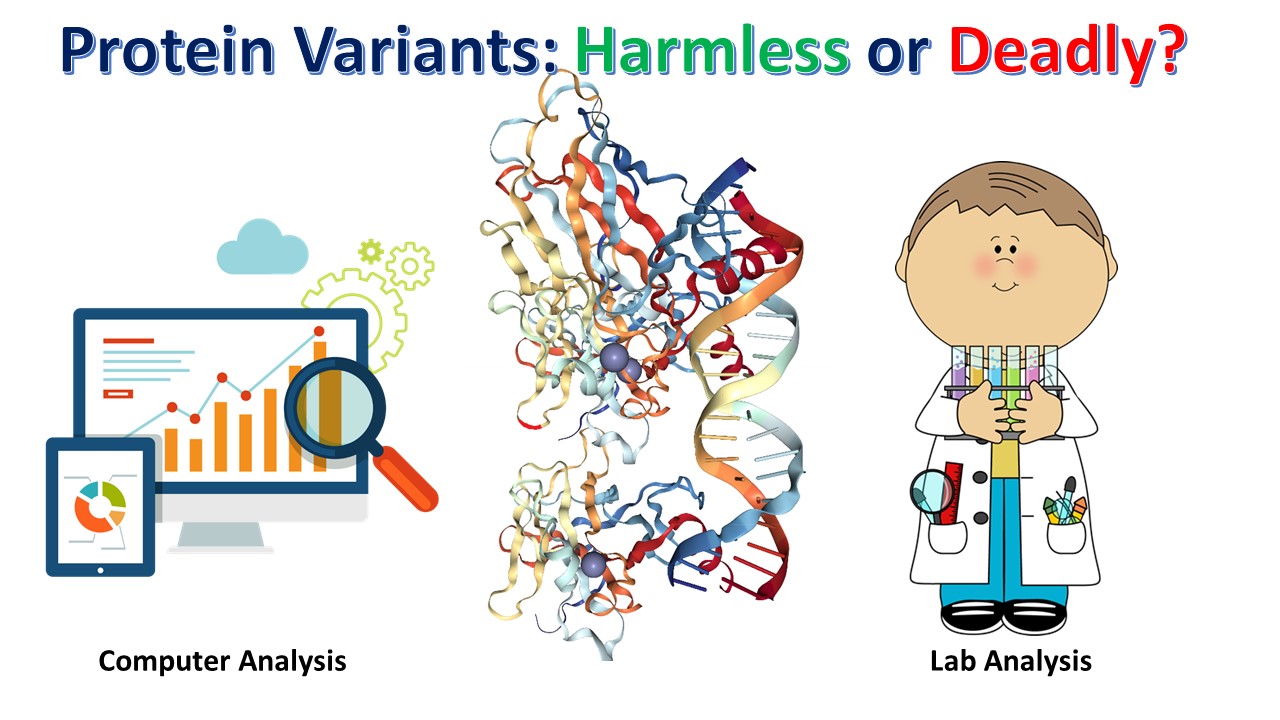 Schematic of scientist comparing effects of protein variants