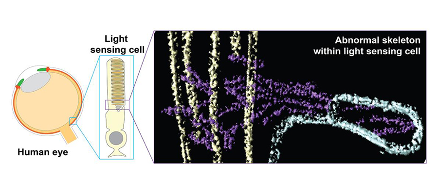 Light sensing cell in the human eye