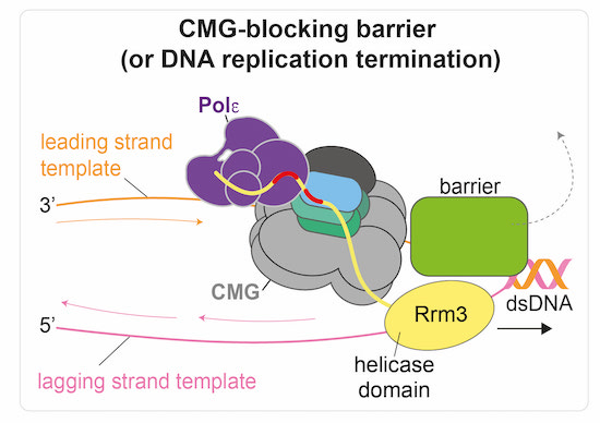 Diagram of CMG-blocking barrier