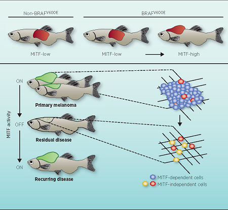 Zebrafish MITF-low melanoma models human MITF-low melanoma. While the bulk of the tumor is dependent on MITF activity, MITF-independent cells pre-exist and arise de novo in residual disease.