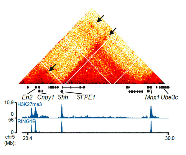 Figure 1. Long-range interactions (arrowed) detected between genomic regions being repressed by the polycomb epigenetic machinery. Adapted from Boyle et al., Genes Dev., 2020, 34:931.