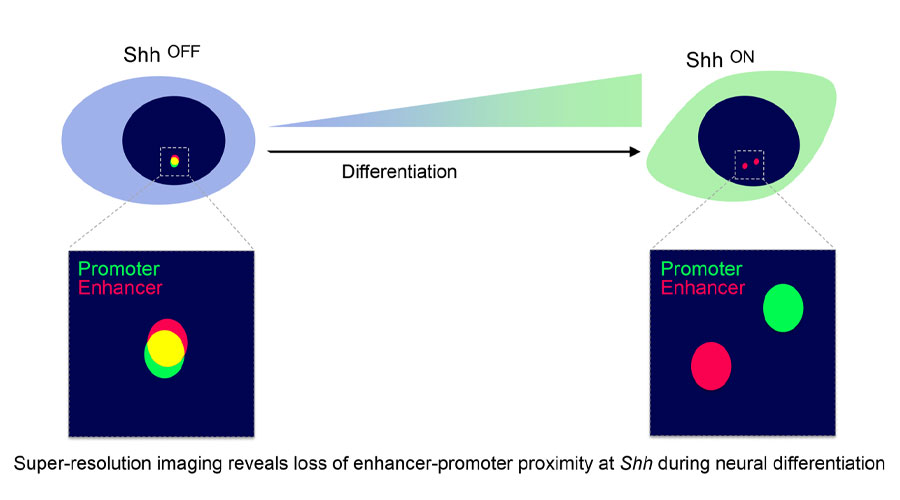 Figure 2. Microscopy reveals a loss of spatial proximity between a gene and its enhancer upon gene activation. Adapted from Benabdallah et al., Mol. Cell, 2019, 76:473.