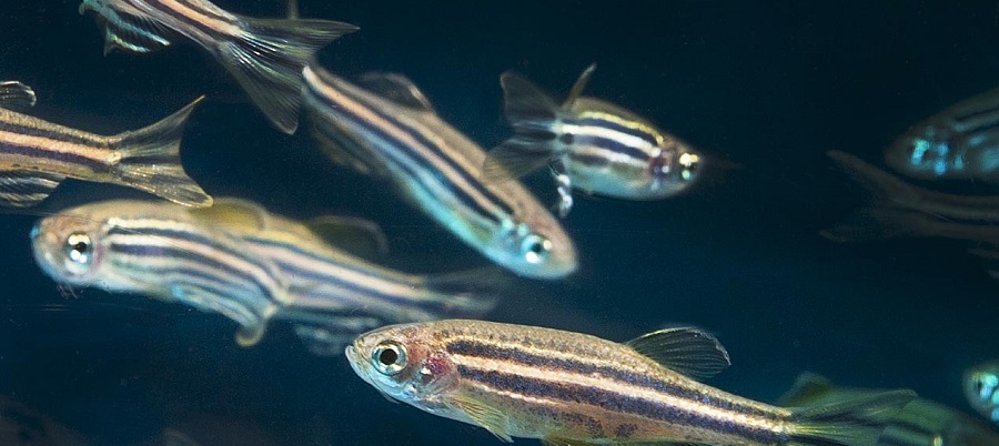 swimming zebrafish